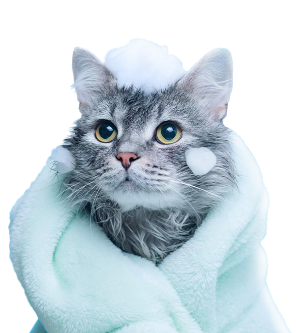Curso de banho em gato unidocg